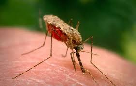 Consejos para evitar que te piquen los mosquitos