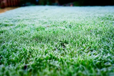 Consejos para mantener el jardín verde en invierno